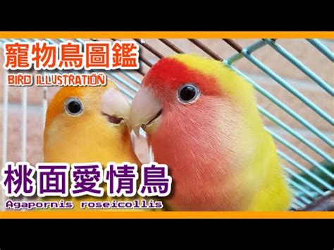 養鳥的人個性|《從習慣洞察人心》：從你養什麼動物，看出隱藏內心的人格特質。